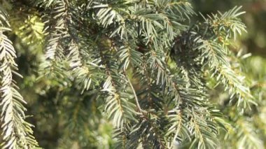 ormanda bir ağaç görünümü