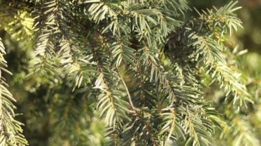 ormanda bir ağaç görünümü