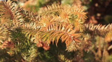 ormanda bir ağaç görünümü