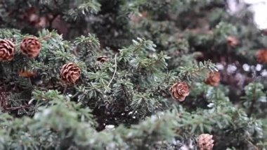 Dallardaki koniler. Doğa