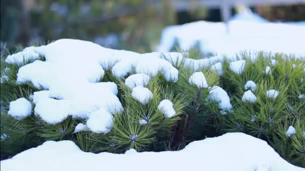 Des Branches Sapin Vert Paysage Hivernal — Video