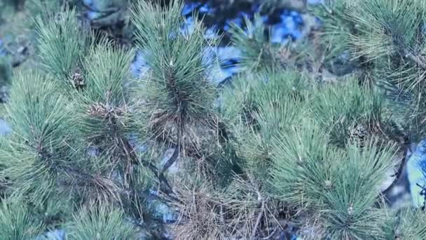 Branches Pine Tree Forest — Stock Video