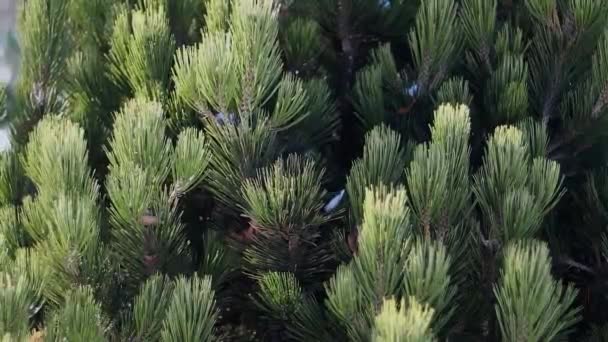 Wide Branches Coniferous Plant — Stock Video
