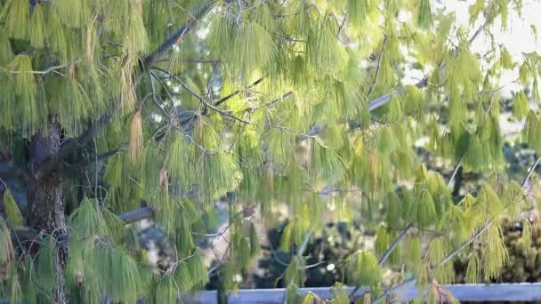 Een Aftakking Van Een Naaldboom Plant Lange Zachte Naalden — Stockvideo