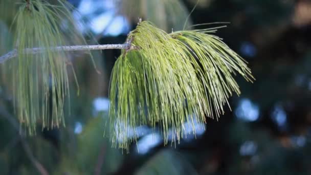 Ein Zweig Einer Nadelpflanze Lange Weiche Nadeln — Stockvideo