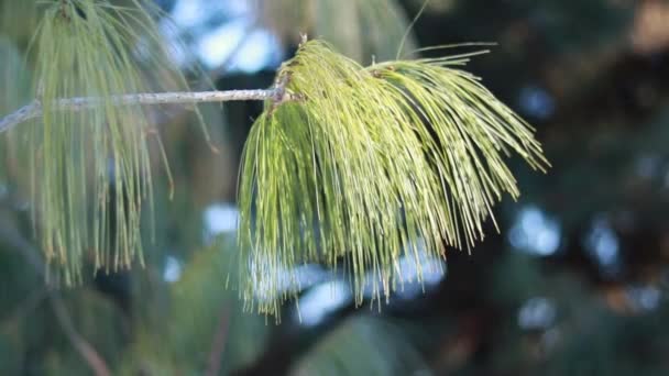 Ein Zweig Einer Nadelpflanze Lange Weiche Nadeln — Stockvideo