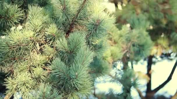 針葉樹植物の広い枝 — ストック動画