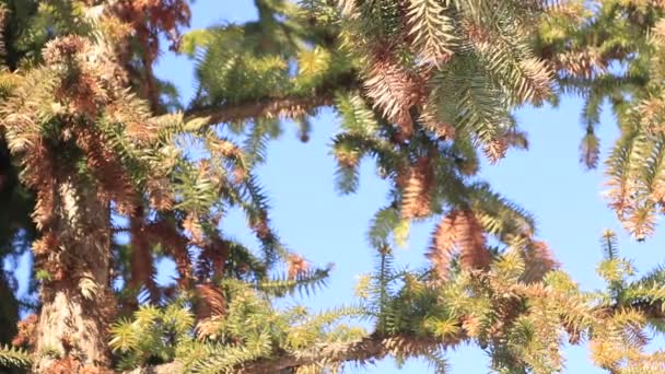 Vista Del Cielo Través Las Ramas Árbol Coníferas — Vídeos de Stock