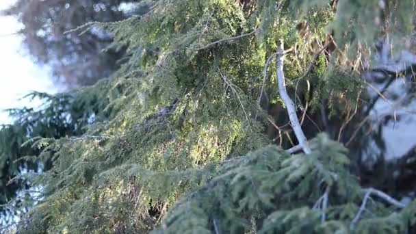 Branches Larges Une Plante Résineuse Gros Plan Vidéo Parc Plantes — Video