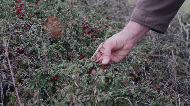 Cotoneaster Bahçe Peyzaj Tasarımı Böğürtlenleri Işaret Ederek — Stok video