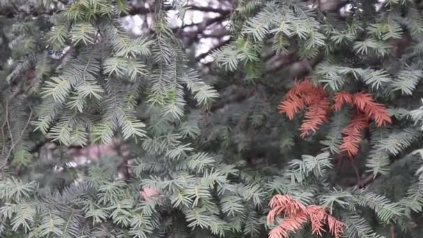 스프루스 향나무 가지들 바람에 흔들리는 — 비디오