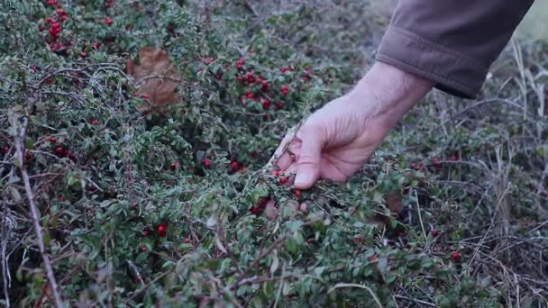 Cotoneaster Tuinieren Landschapsontwerp Hand Wijzend Naar Bessen — Stockvideo