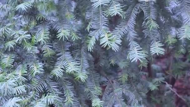 Épinette Des Branches Conifères Dans Vent — Video