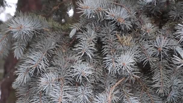 Épinette Des Branches Conifères Dans Vent — Video