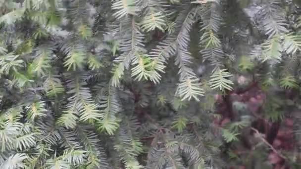 Spruce Nåletræer Grene Vinden – Stock-video