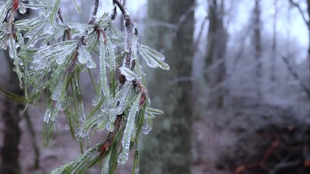 Лед Растениях Зима Лесу Ветви Ели — стоковое видео