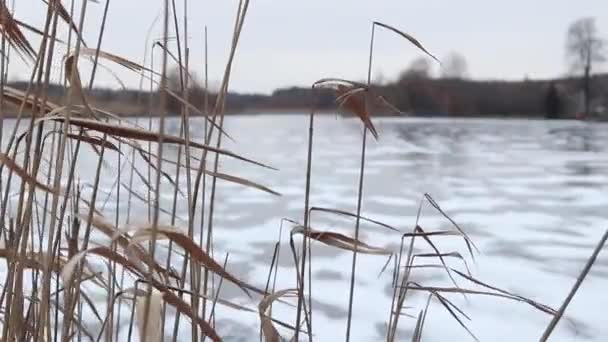 Eis Auf Den Pflanzen Winter Wald — Stockvideo