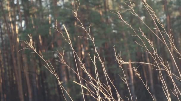 Ormandaki Bir Bitkinin Güneş Işığıyla Aydınlanan Ince Dalları — Stok video