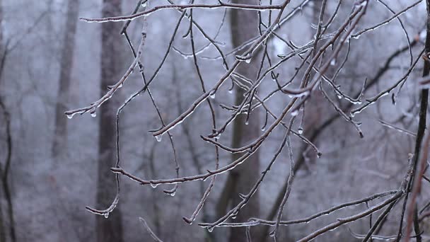 Eis Auf Den Pflanzen Winter Wald — Stockvideo