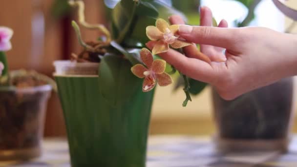 Φροντίζω Για Λουλούδια Στο Σπίτι Ανθισμένη Ορχιδέα — Αρχείο Βίντεο