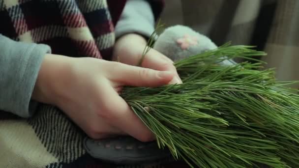 松の枝で手 冬の雰囲気 自然光 — ストック動画