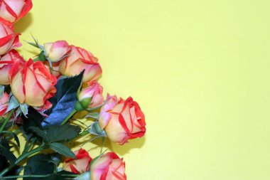 Sarı masadaki çalı gülleri 