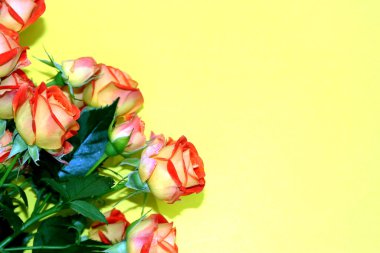 Sarı masadaki çalı gülleri 