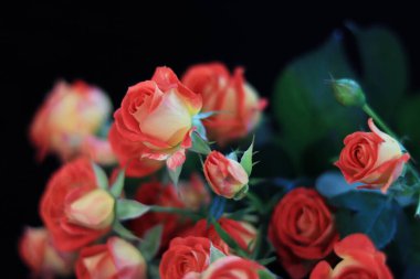 Gül karanlık bir arka plan üzerinde 