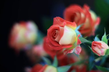 Koyu arkaplanda soluk pembe güller. 