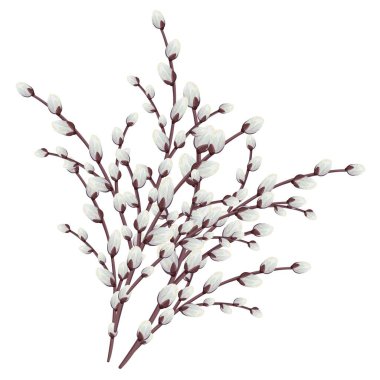 Easter pussy willows branches. Vector