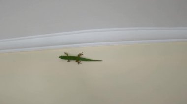 Gecko otelin duvarında sürünüyor. 