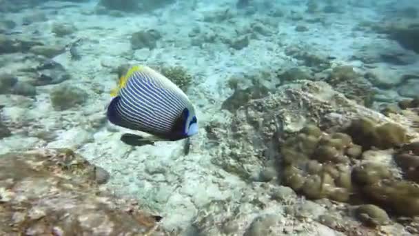 珊瑚附近有一条带条纹的黄尾鱼在吃东西 塞舌尔及其居民生活在水下世界 潜水旅游 — 图库视频影像