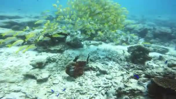 塞舌尔水下世界 一群鲜亮的黄鱼在康乃馨附近的清澈水中 水下世界及其居民 — 图库视频影像