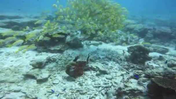 Menyelam Ikan Kuning Terang — Stok Video
