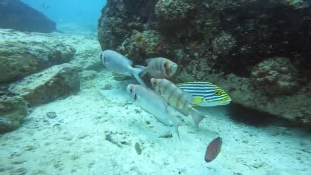 Podwodny Świat Oceanu Turystyka Nurkowa — Wideo stockowe