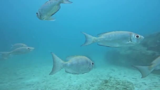 Silver Shiny Fish Underwater World Seychelles Fish Wild Swim Clear — Stock Video