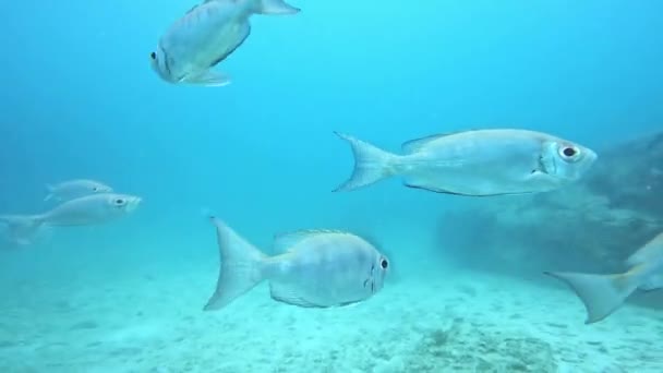 Срібна Блискуча Риба Воді — стокове відео