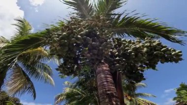 Hurma ağacında meyveler.