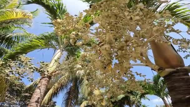 Tomurcuklanmış Hurma Ağaçları Meyvenin Yanındaki Böcekler — Stok video