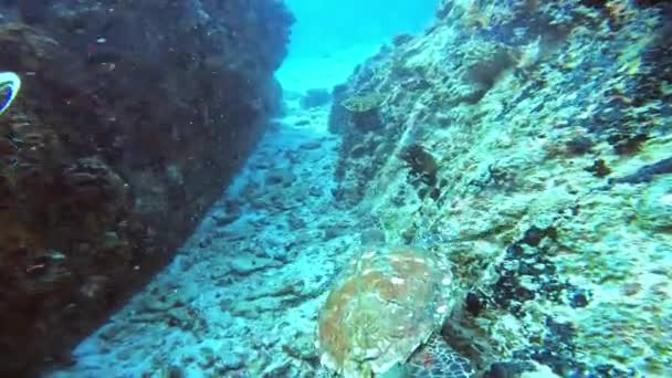 Tortuga Marina Nada Aguas Cristalinas Buceo Océano Mundo Submarino Seychelles — Vídeos de Stock