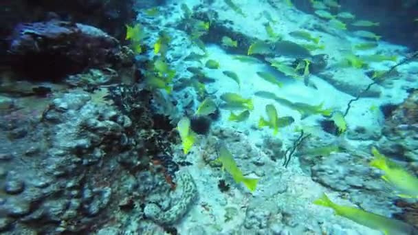 Τροπικά Ψάρια Φωτεινό Υποβρύχιο Κόσμο — Αρχείο Βίντεο