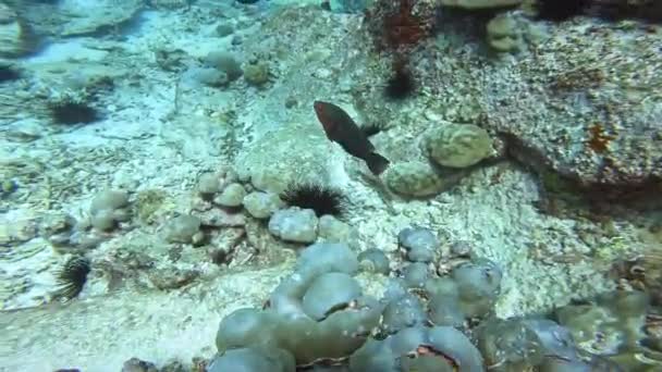 海洋的水下世界 潜水旅游 — 图库视频影像