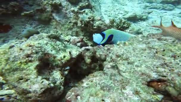 Des Poissons Tropicaux Monde Sous Marin Lumineux — Video