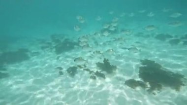 Tropik balıklar. Parlak sualtı dünyası