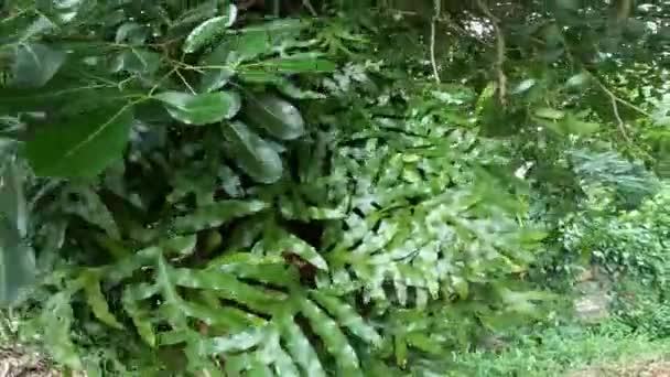 Plantas Tropicais Flora Das Seychelles Madeira — Vídeo de Stock