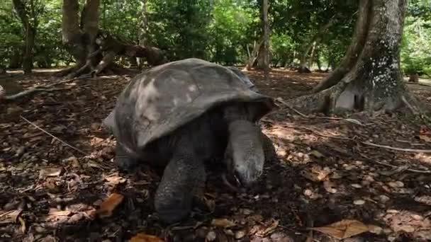 Grote Schildpad Een Tropische Achtergrond — Stockvideo