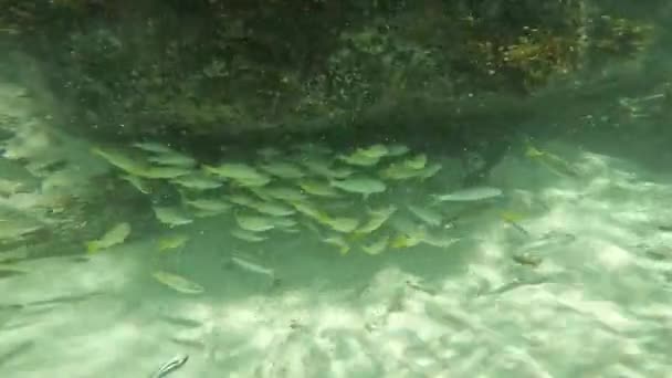 Tropiska Fiskar Ljus Undervattensvärld — Stockvideo