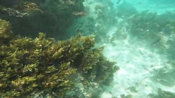 Υποβρύχιος Κόσμος Του Ωκεανού Καταδυτικός Τουρισμός — Αρχείο Βίντεο