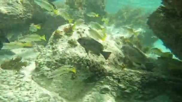 Ikan Tropis Dunia Bawah Air Yang Cerah — Stok Video