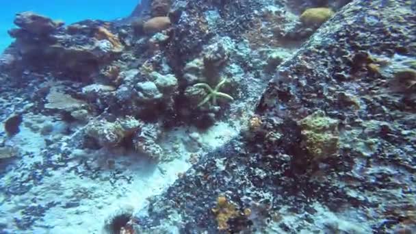 Starfish Bottom Ocean — Stock Video